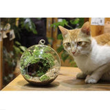 New Clear Round Hanging Glass Vase